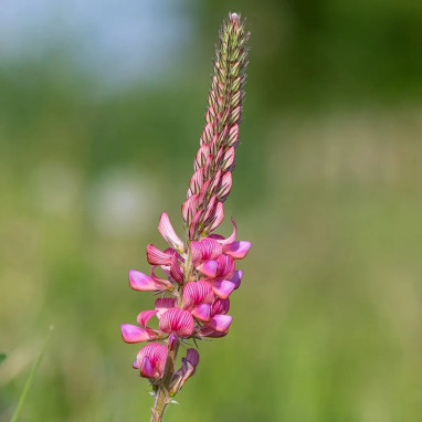 Sainfoin commun - Onobrychis viciifolia | Achat direct au producteur