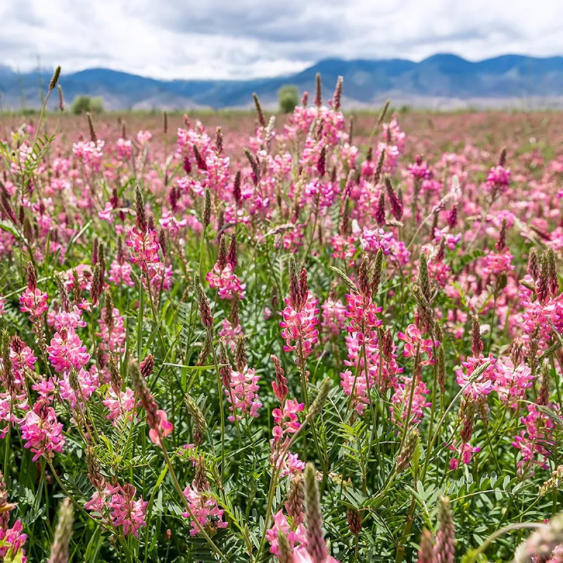 Sainfoin commun - Onobrychis viciifolia | Achat direct au producteur