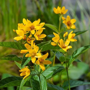 Lysimachia vulgaris - Lysimaque commune | Achat direct au producteur