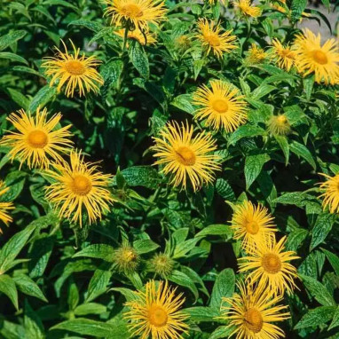Inula magnifica - Inula | Achat direct au producteur
