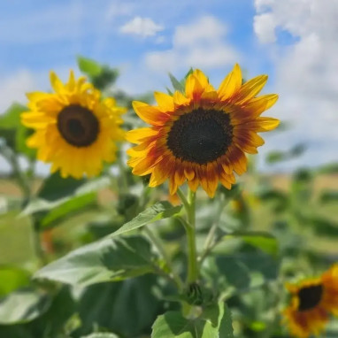 Tournesol 'Beauté d'automne' - Helianthus | Achat direct au producteur