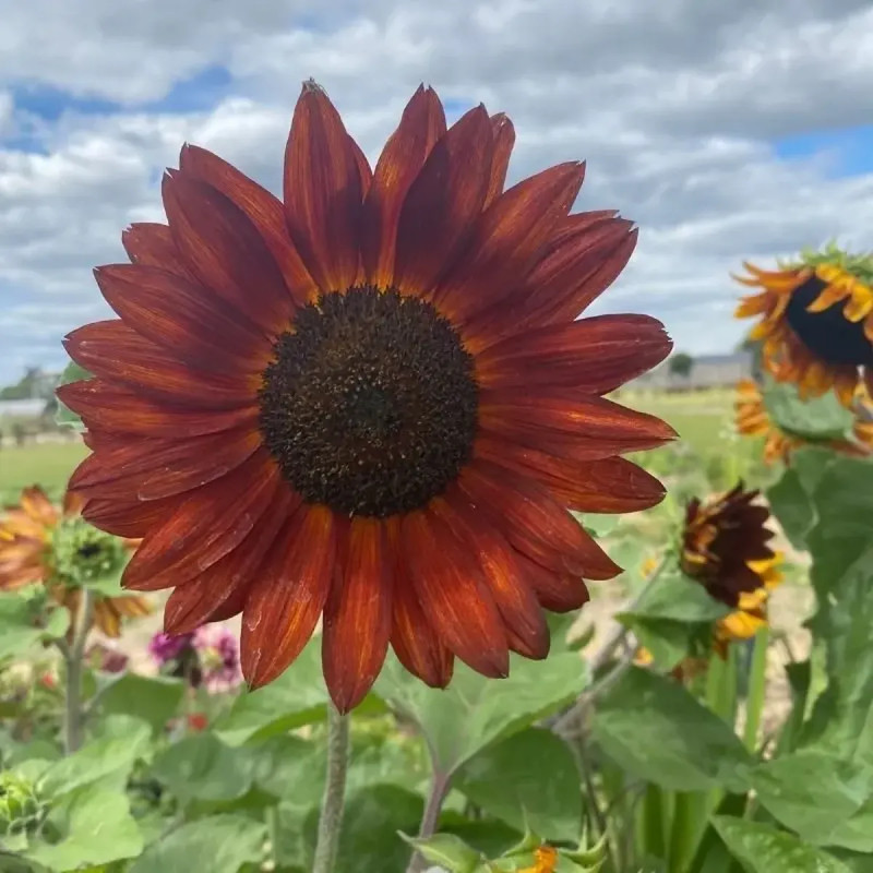 Tournesol 'Beauté d'automne' - Helianthus | Achat direct au producteur