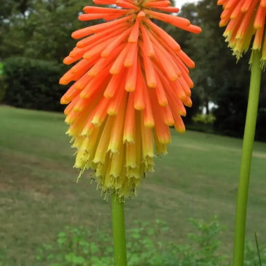 Kniphofia rooperi - Tritome | Achat direct au producteur