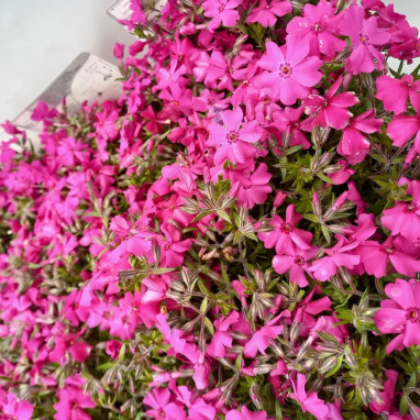 Phlox subulata 'Scarlet Flame' - Phlox | Achat direct au producteur