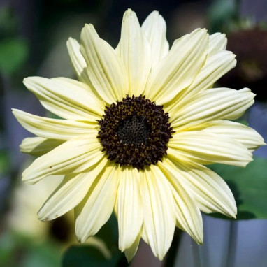Tournesol 'Italian white' - Helianthus | Achat direct au producteur