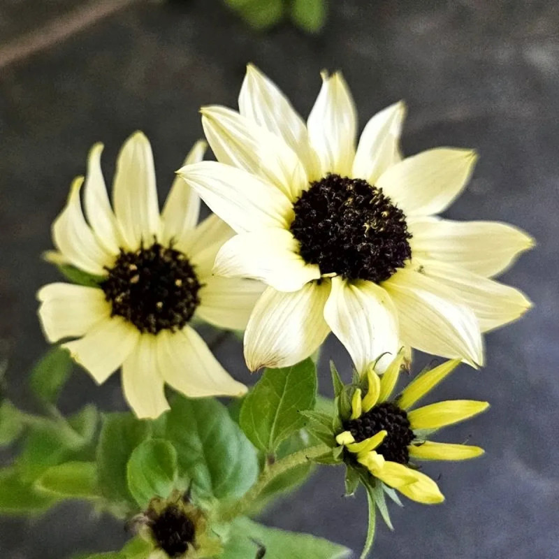 Tournesol 'Italian white' - Helianthus | Achat direct au producteur
