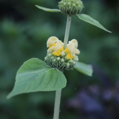 Phlomis russeliana - Phlomis | Achat direct au producteur
