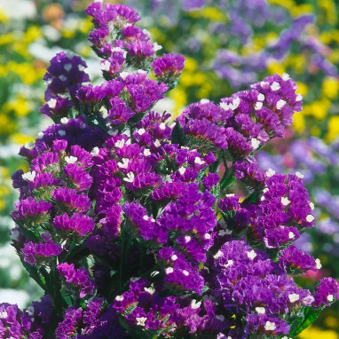 Statice sinuata 'Purple Attraction' - Limonium | Achat producteur