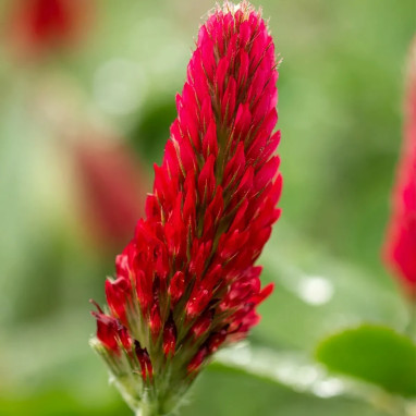 Trèfle incarnat - Trifolium incarnatum | Achat direct au producteur