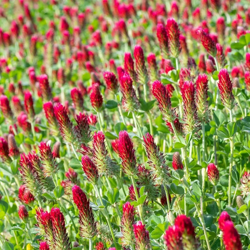 Trèfle incarnat - Trifolium incarnatum | Achat direct au producteur