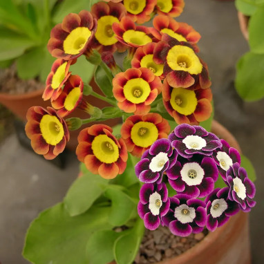 Primula X pubescens - Primevère hybride | Achat direct au producteur