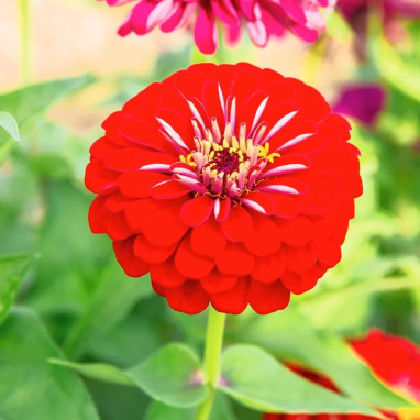 Zinnia 'Cherry Queen' - Zinnia elegans | Achat direct producteur