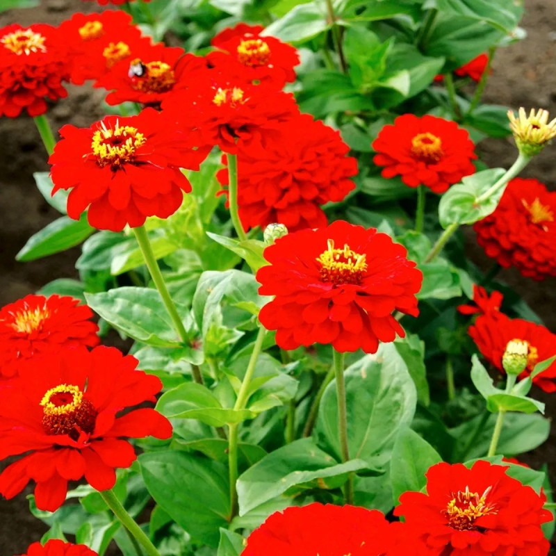 Zinnia 'Cherry Queen' - Zinnia elegans | Achat direct producteur