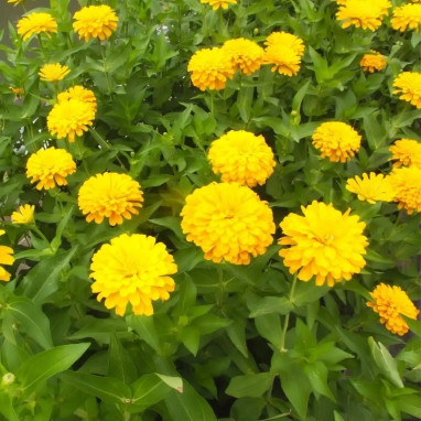 Zinnia elegans 'Jaune' - Zinnia | Achat direct au producteur