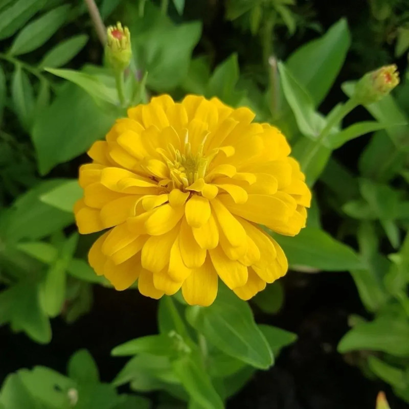Zinnia elegans 'Jaune' - Zinnia | Achat direct au producteur