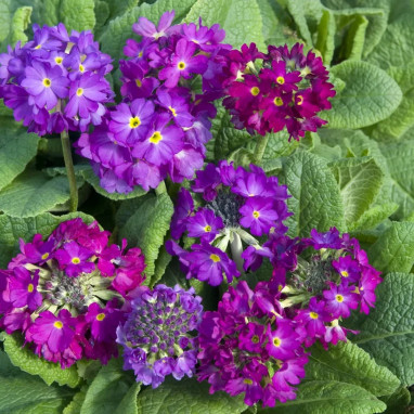 Primula denticulata 'Ronsdorf' - Primula | Achat direct au producteur