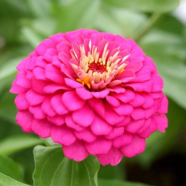 Zinnia elegans 'Rose foncé' - Zinnia | Achat direct au producteur