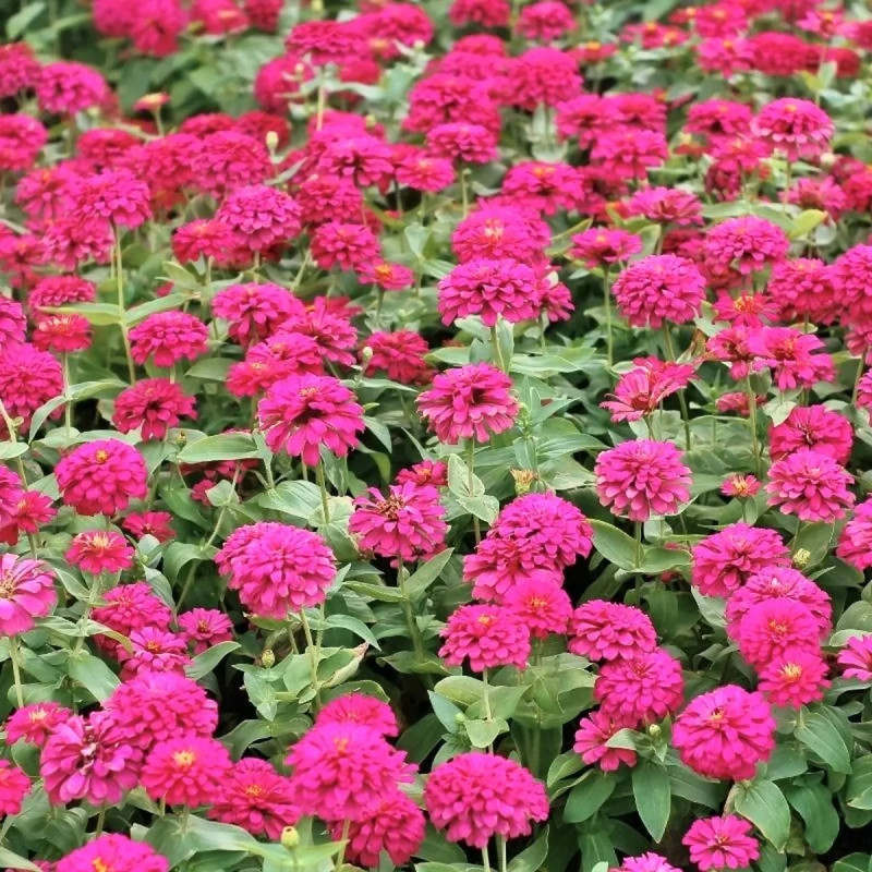 Zinnia elegans 'Rose foncé' - Zinnia | Achat direct au producteur