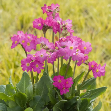 Primula rosea 'Gigas' - Primula | Achat direct au producteur