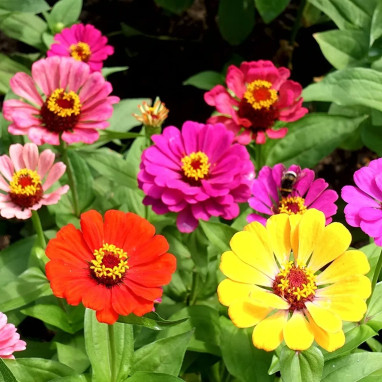 Zinnia Californie Mélange - Zinnia elegans | Achat producteur