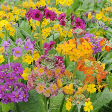 Primula X bulleesiana - Primula | Achat direct au producteur