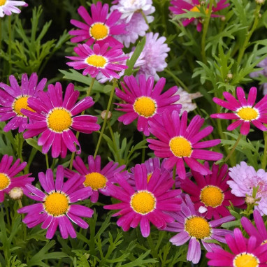 Pyrèthre 'Robinson's Rose' - Tanacetum | Achat direct au producteur