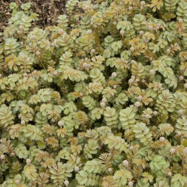Acaena microphylla 'Tapis de Cuivre' | Achat direct au producteur