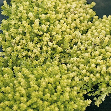Sedum acre 'Aureum' - Sedum | Achat direct au producteur