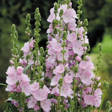 Sidalcea malvaeflora 'Party Girl' - Sidalcea | Achat producteur