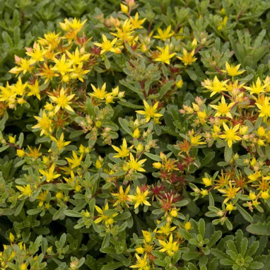 Sedum 'Weihenstephaner Gold' - Sedum | Achat direct au producteur