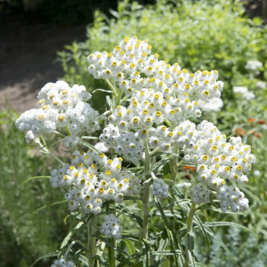 Anaphalis margaritacea 'Neuschnee' | Achat direct au producteur