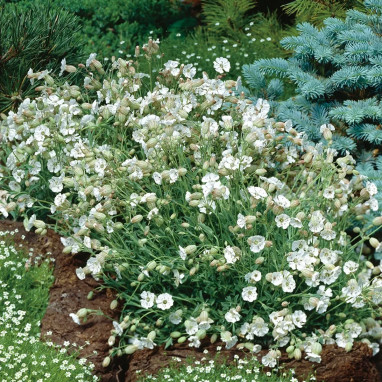 Silene alpestris - Silène des Alpes | Achat direct au producteur