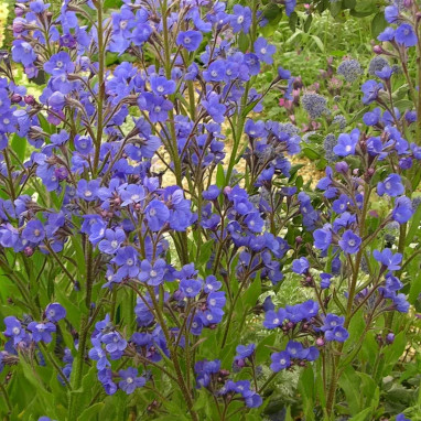 Anchusa azurea 'Dropmore' - Anchusa | Achat direct au producteur
