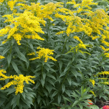 Solidago Golden Baby 'Goldkind' - Solidago | Achat producteur