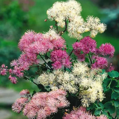 Thalictrum aquilegifolium 'Purpureum' | Achat direct au producteur