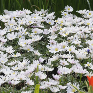 Anemone blanda 'White Splendour' | Achat direct au producteur