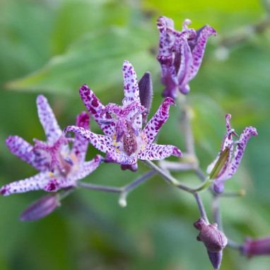 Tricyrtis hirta - Lys crapaud | Achat direct au producteur