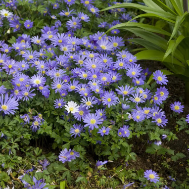 Anemone blanda 'Blue Shades' - Anemone | Achat direct au producteur