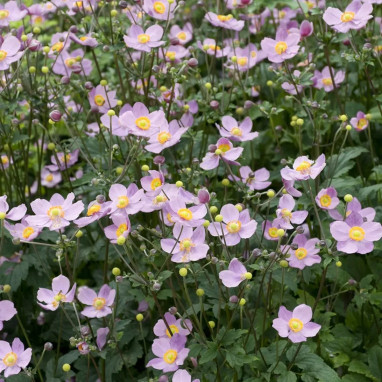 Anemone hupehensis 'September Charm' | Achat direct au producteur