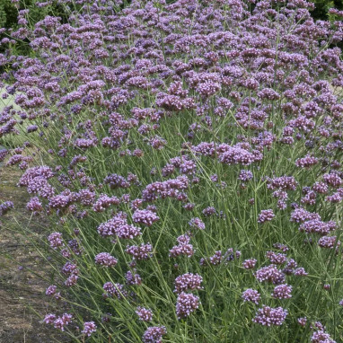 Verbena bonariensis - Verveine de Buenos Aires | Achat producteur