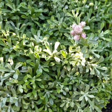 Antennaria dioica 'Alex Duguid' | Achat direct au producteur