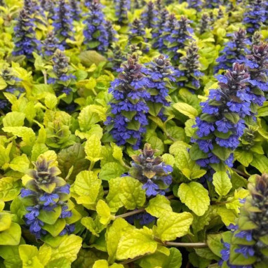 Ajuga Feathered Friends Cordial Canary | Achat direct au producteur