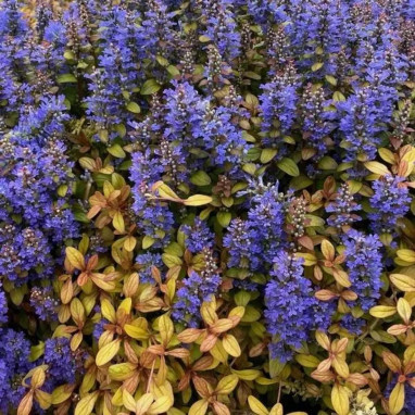 Ajuga 'Feathered Friends Fancy Finch' | Achat direct au producteur