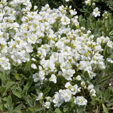 Arabis caucasica 'Plena' - Arabis | Achat direct au producteur