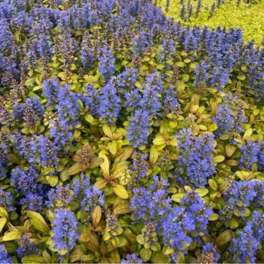 Ajuga Feathered Friends Petite Parakeet | Achat direct au producteur