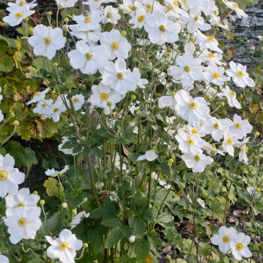 Anémone du Japon 'Honorine Jobert' - Anemone | Achat producteur