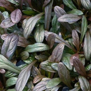 Ajuga 'Feathered Friends Noble Nightingale' | Achat direct au producteur