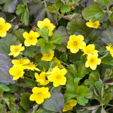 Waldsteinia ternata - Vivace couvre-sol | Achat direct au producteur
