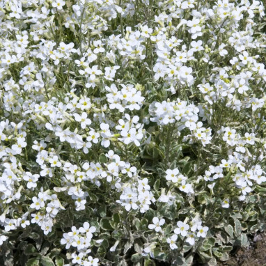 Arabis caucasica 'Variegata' - Arabis | Achat direct au producteur