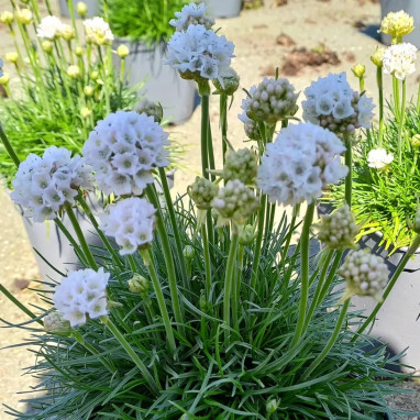 Armeria maritima 'Alba' - Armeria | Achat direct au producteur
